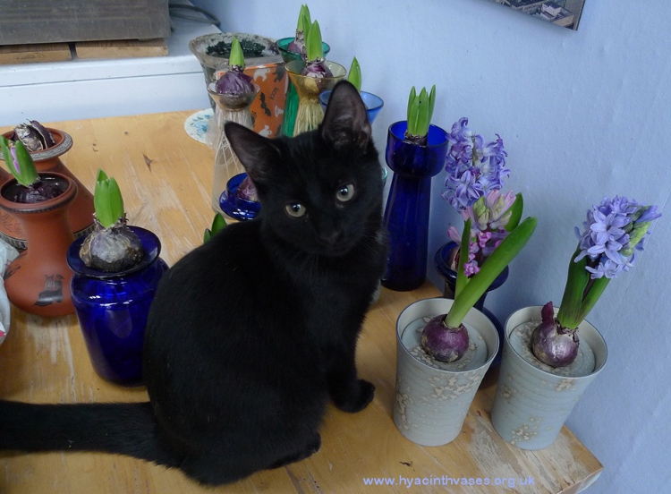 rocky kitten hyacinth vases