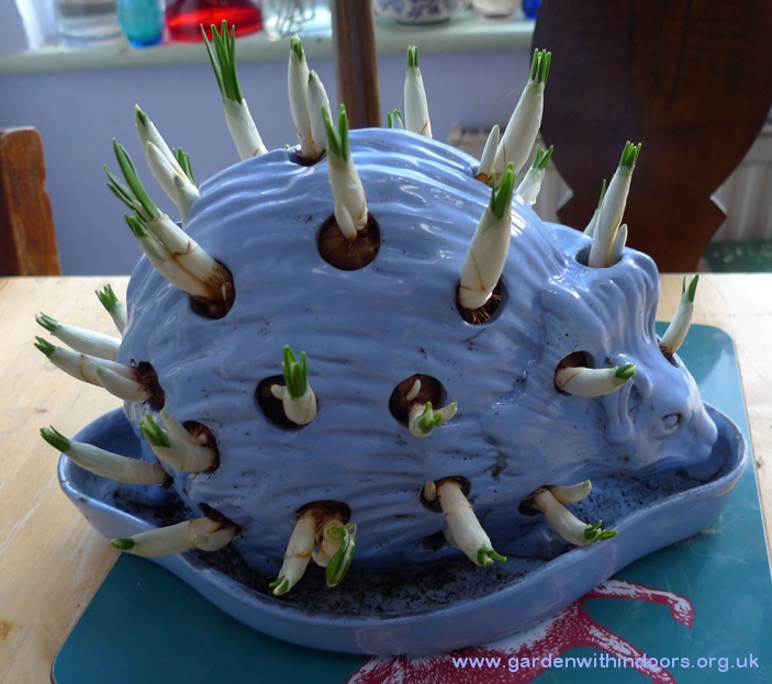 Wedgwood hedgehog planted with crocus bulbs