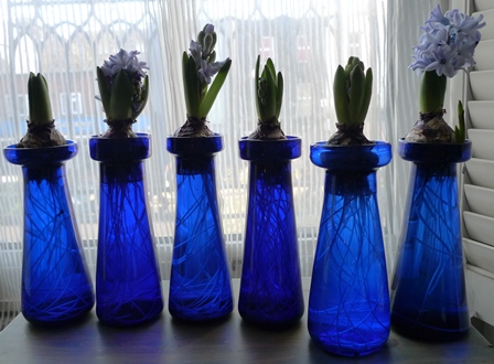 cobalt blue hyacinth vase